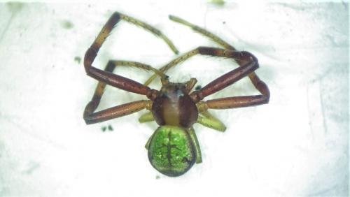 Réf. 280 150 : Ebrechtella tricuspidata